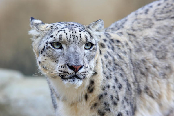 Snow Leopard Report