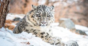 Snow Leopard Report : हिम तेंदुओं की संख्या बढ़ी, इन राज्यों में अभी भी खतरा