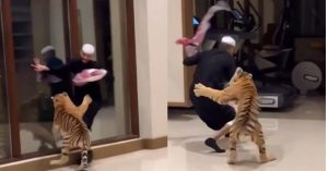 दुबई में पालतू टाइगर ने शख्स को दौड़ा लिया, देखें खौफनाक वीडियो