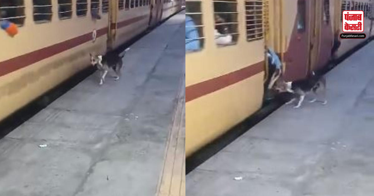 dog railway station viral video