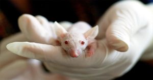 X Virus: एक बार फिर चीन कोविड जैसे घातक वायरस का चूहों पर कर रहा प्रयोग, WHO ने शुरू की तैयारियां