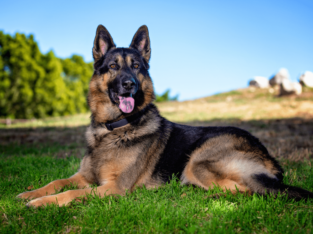 11 dogs like german shepherd