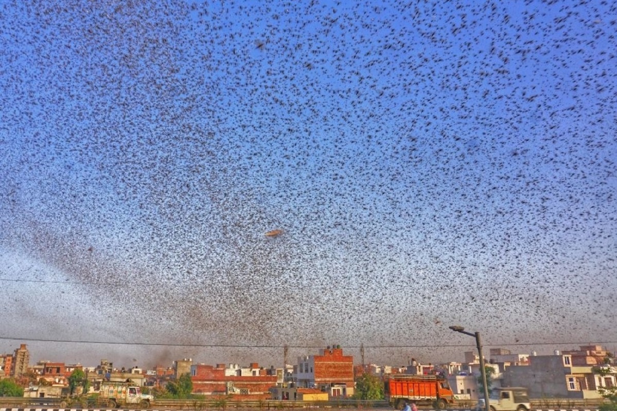 mosquito tornado swirls over mutha river in pune