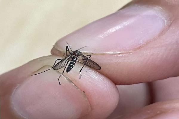 Mosquito 1