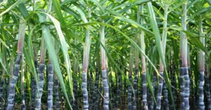 Sugarcane Farming With AI: यूपी में गन्ने की खेती में होगी AI का प्रयोग, जानें कैसे होगा काम