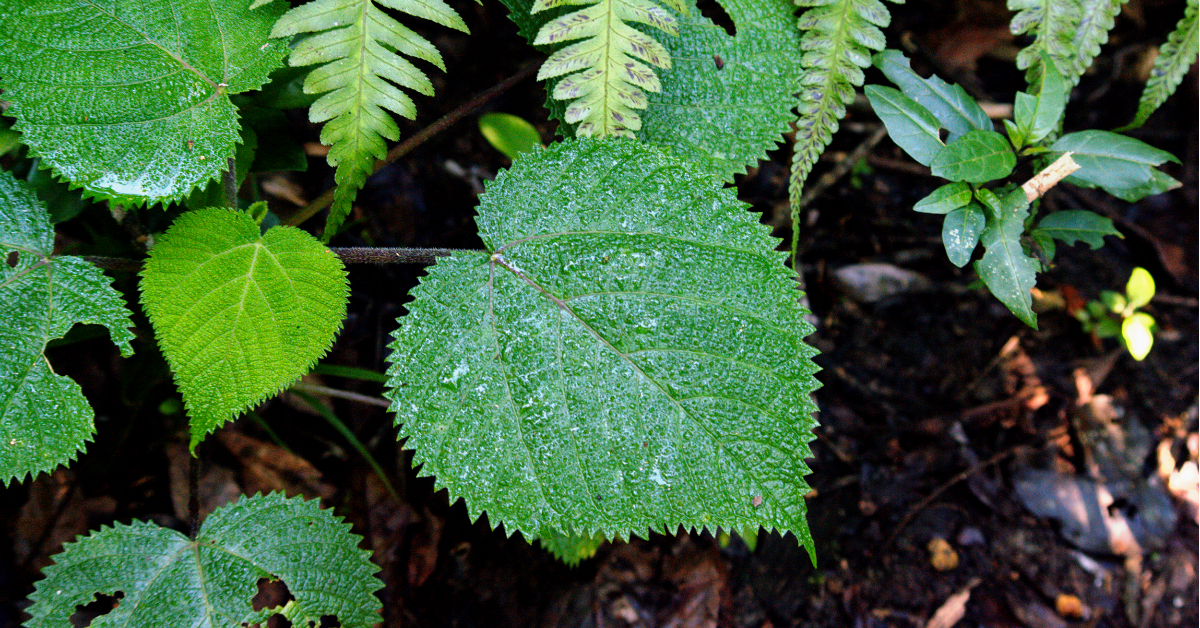 Viral Suicide Plant