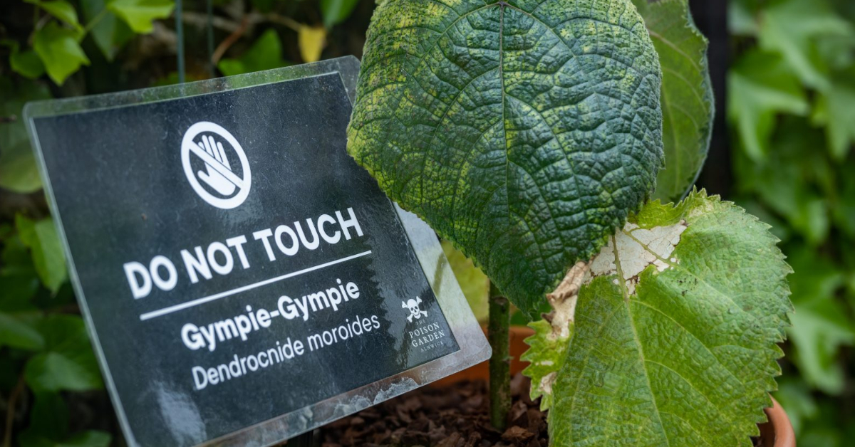 Viral Suicide Plant