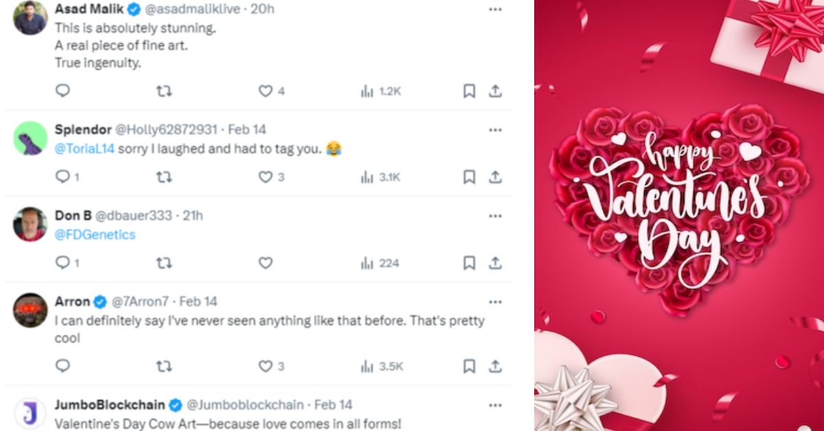 Valentines Viral Cow Video