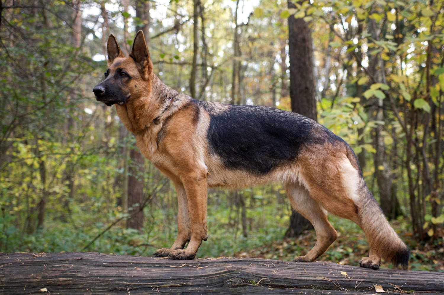 loyal dog protecting owner dead body from wild animals