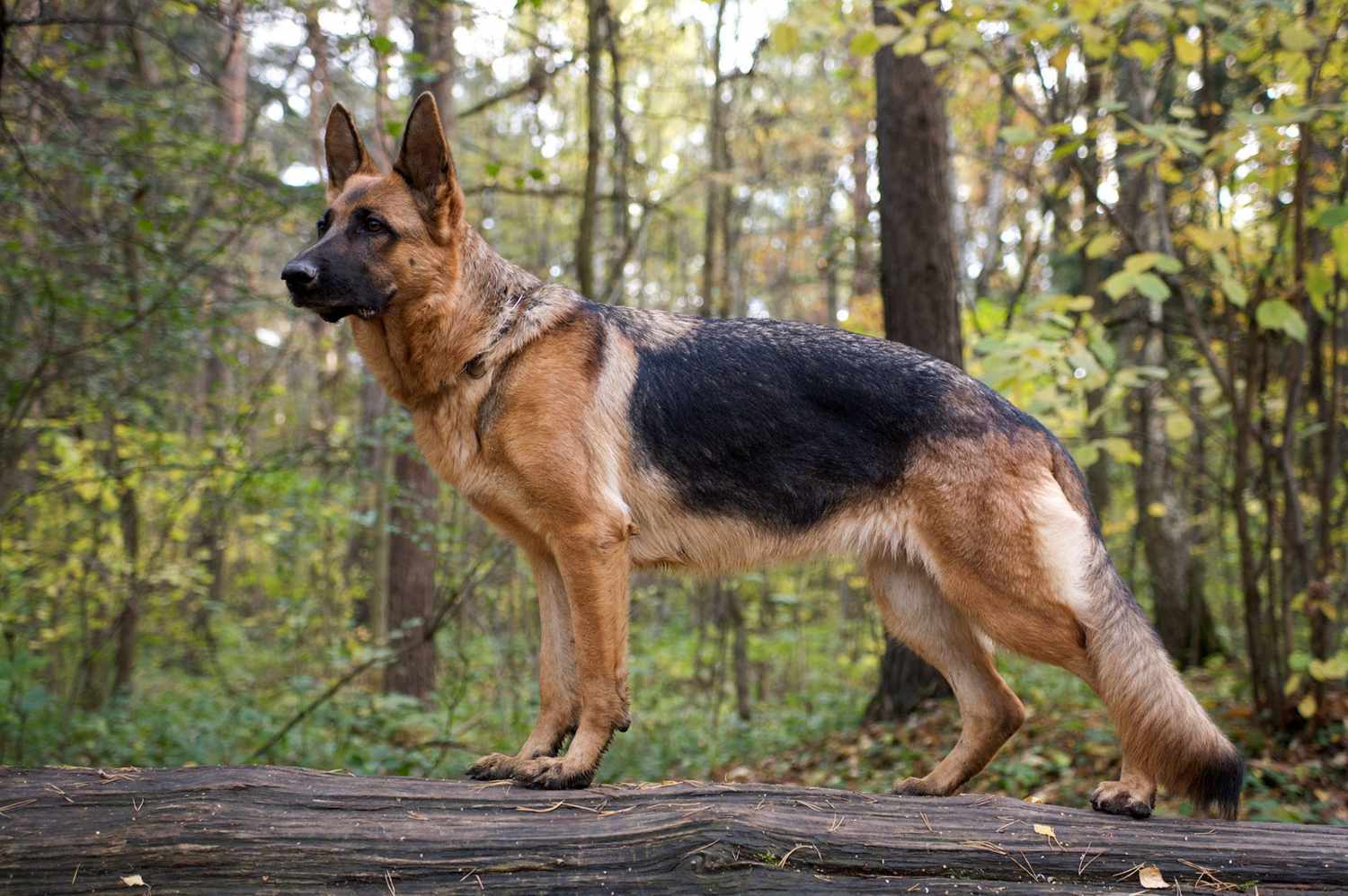 loyal dog protecting owner dead body from wild animals