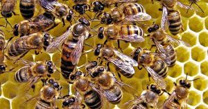 राजस्थान में अंतिम संस्कार के दौरान मधुमक्खियों ने किया का हमला, 50 लोग घायल