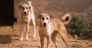 Anantnag: आवारा कुत्तों का कहर जारी, 8 साल की मासूम को नोचकर मार डाला