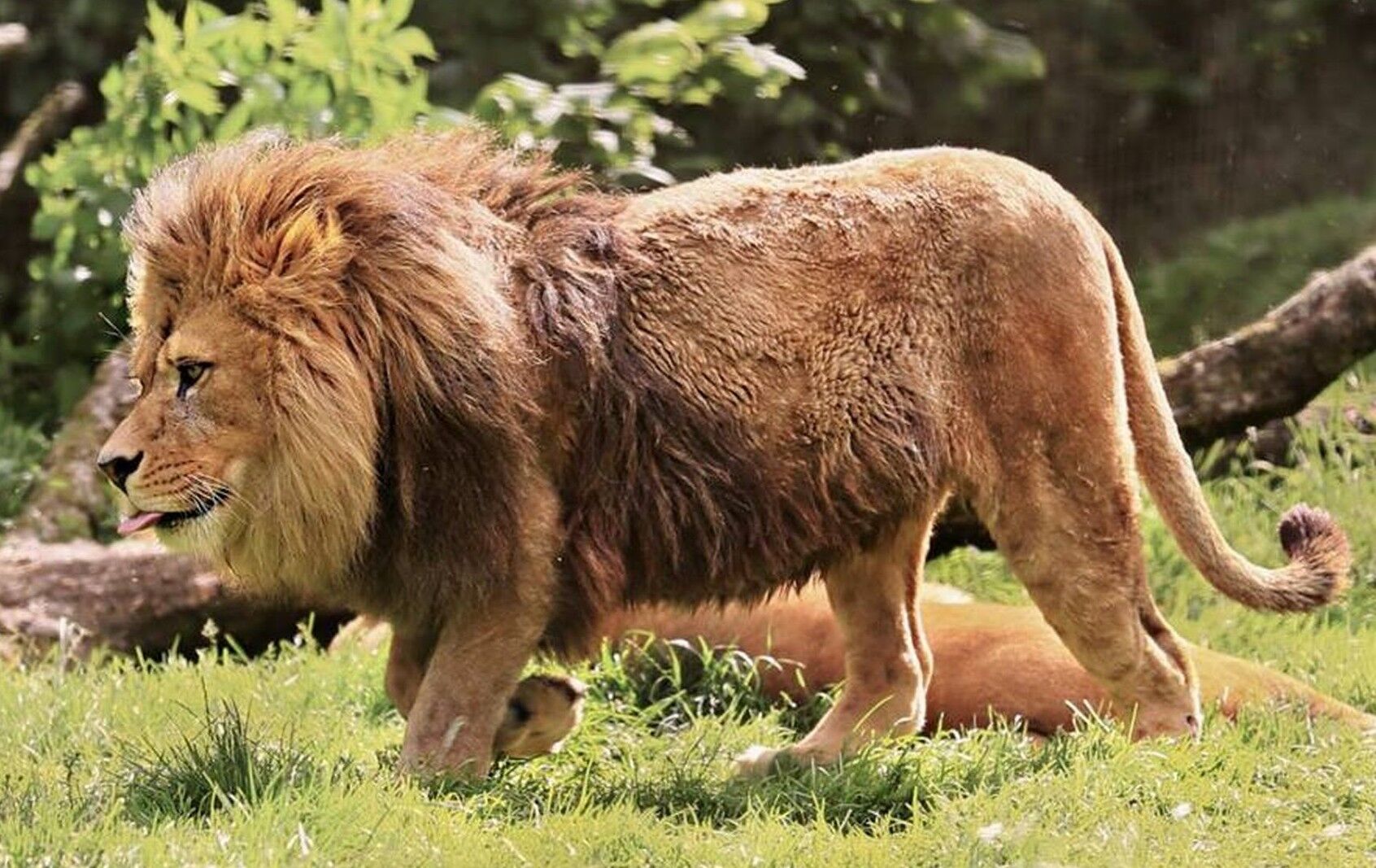 biker encounter with lion in gujarat 