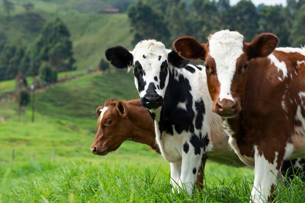 Cows