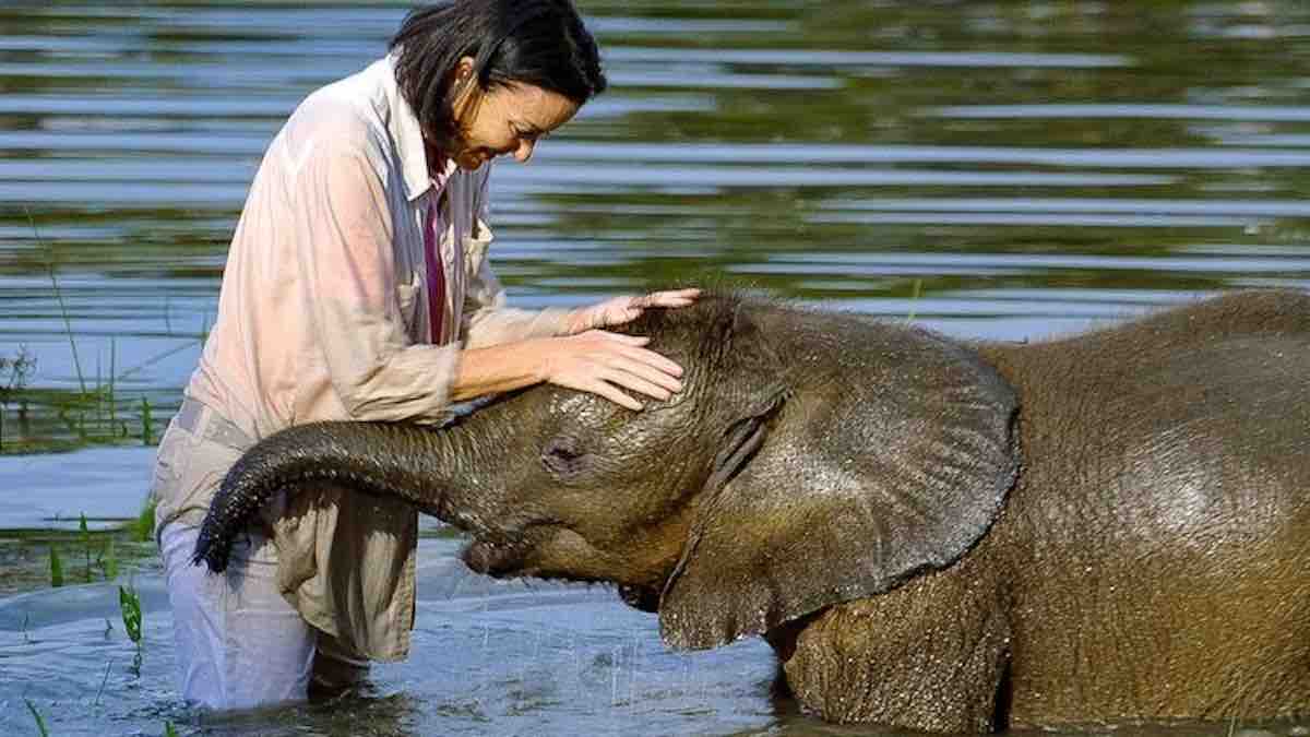 Elephant Reaches Hospital To Meet Sick Elderly Caretaker