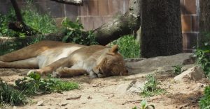 गुजरात: बीमार शेरनी की इलाज के दौरान मृत्यु
