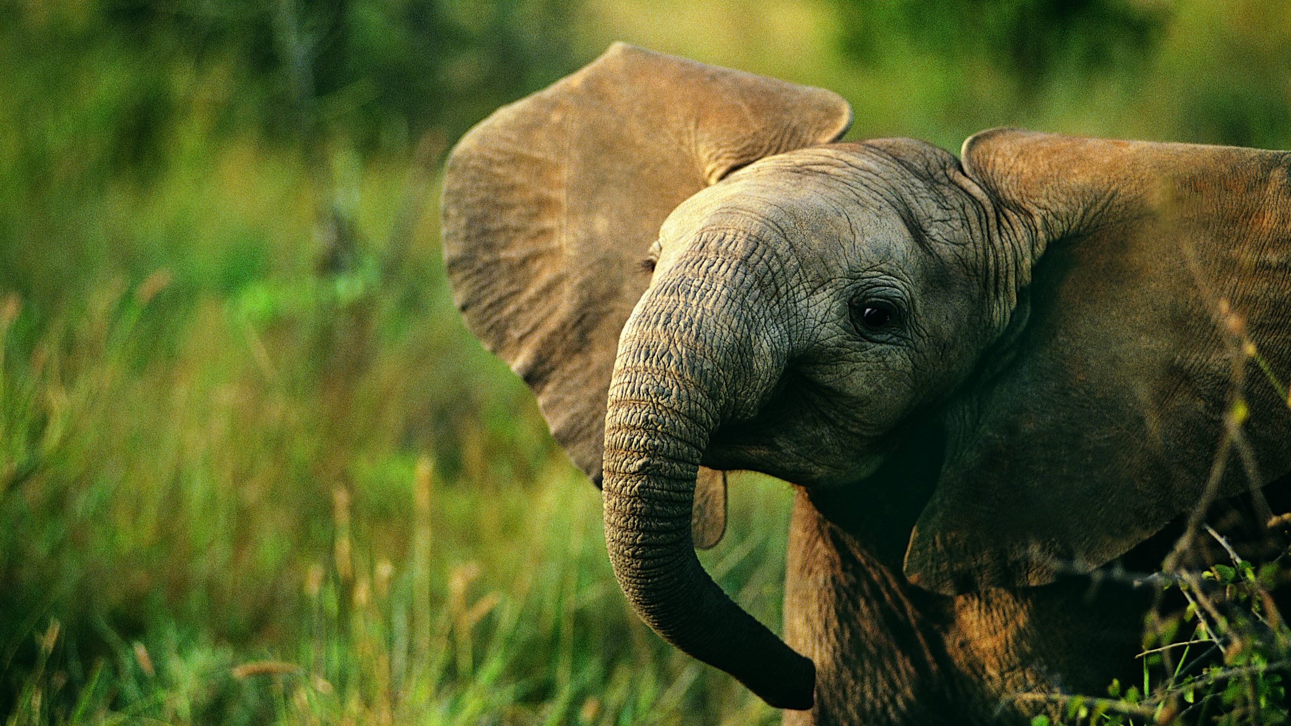 Elephant Reaches Hospital To Meet Sick Elderly Caretaker