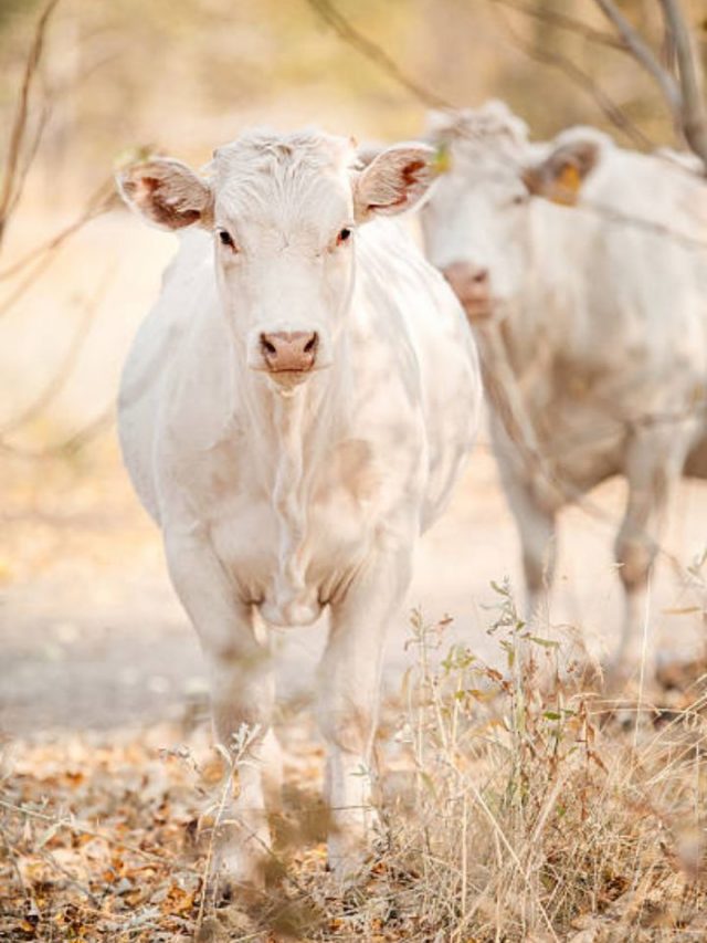 ब्राजील में बिकी 40 करोड़ की ये गाय, भारत से है खास संबध