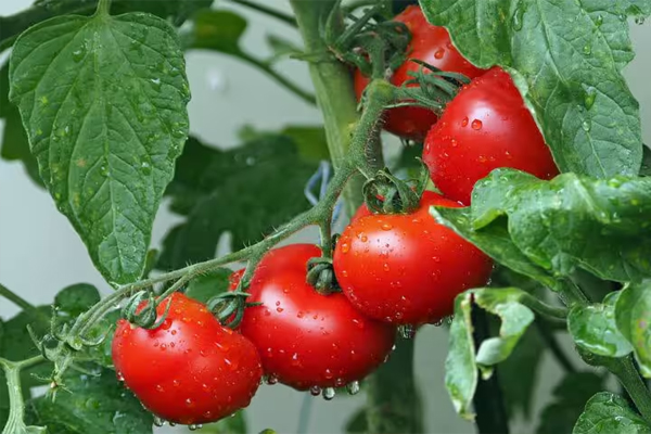 food3 4