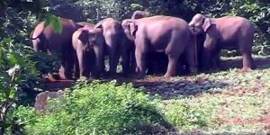 छत्तीसगढ़: होली मानाने गए शख्स को हाथी ने कुचलकर मारा