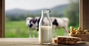 रोजाना गाय का दूध पीने से मिलते हैं कई फायदे, बड़ी से बड़ी बीमारियों को करें दूर