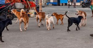 राजस्थान: हिंसक कुत्तो की शहर में जगह नहीं