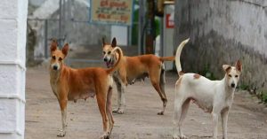 दिल्ली HC ने 23 कुत्तों की नस्लों पर प्रतिबंध को चुनौती देने वाली याचिका पर केंद्र से मांगा जवाब