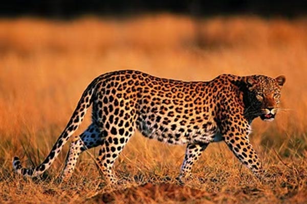 leopard3