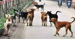 बिहार : समस्तीपुर में पागल कुत्ते ने 15 बच्चों को काटा, कई की हालत गंभीर