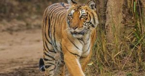 वन विभाग की सफल पुनर्वास परियोजना के कारण राजस्थान ने की उत्तराखंड से चार बाघों की मांग