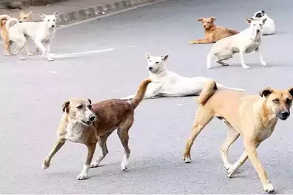 Awara Dogs