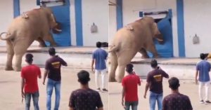 चिंघाड़ते हुए हाथी ने गोदाम पर बोला हमला, एक ही वार में सूंड से फाड़ शटर