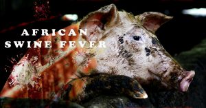 African Swine Flu: मिजोरम में अफ्रीकी स्वाइन फ्लू का कहर, हाई अलर्ट जारी, अब तक 174 सूअरों की मौत