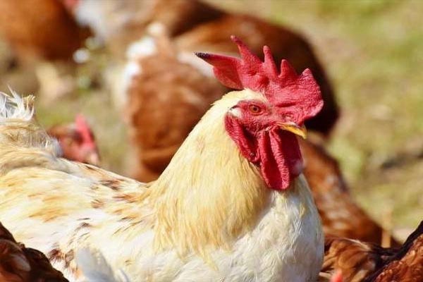 chicken