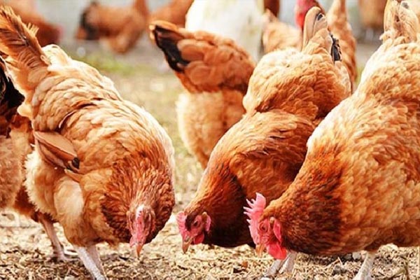 chicken2