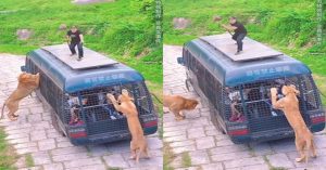Viral Video: पिंजरे में बंद लोगों पर मांस खाने टूट पड़े शेर, एक शख्स चढ़ गया बस के ऊपर