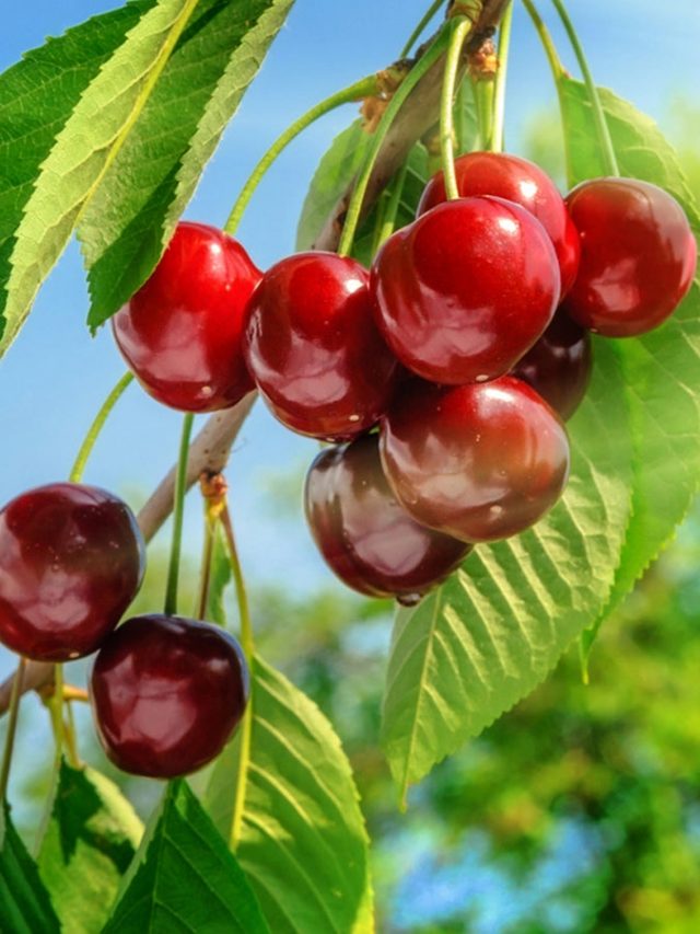 Cherry खाने से मिलते हैं ये फायदे