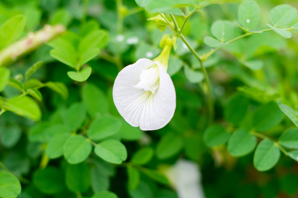 Chaitra Navratri First Day