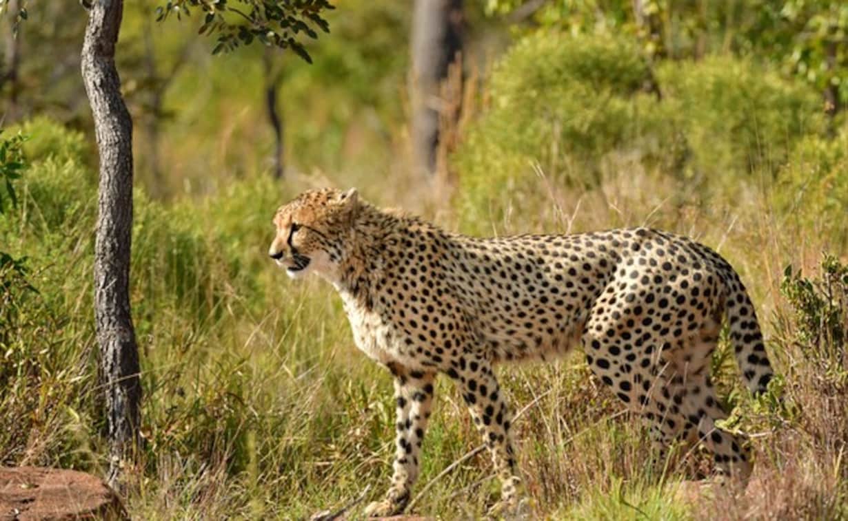 Race between Impala and Cheetah