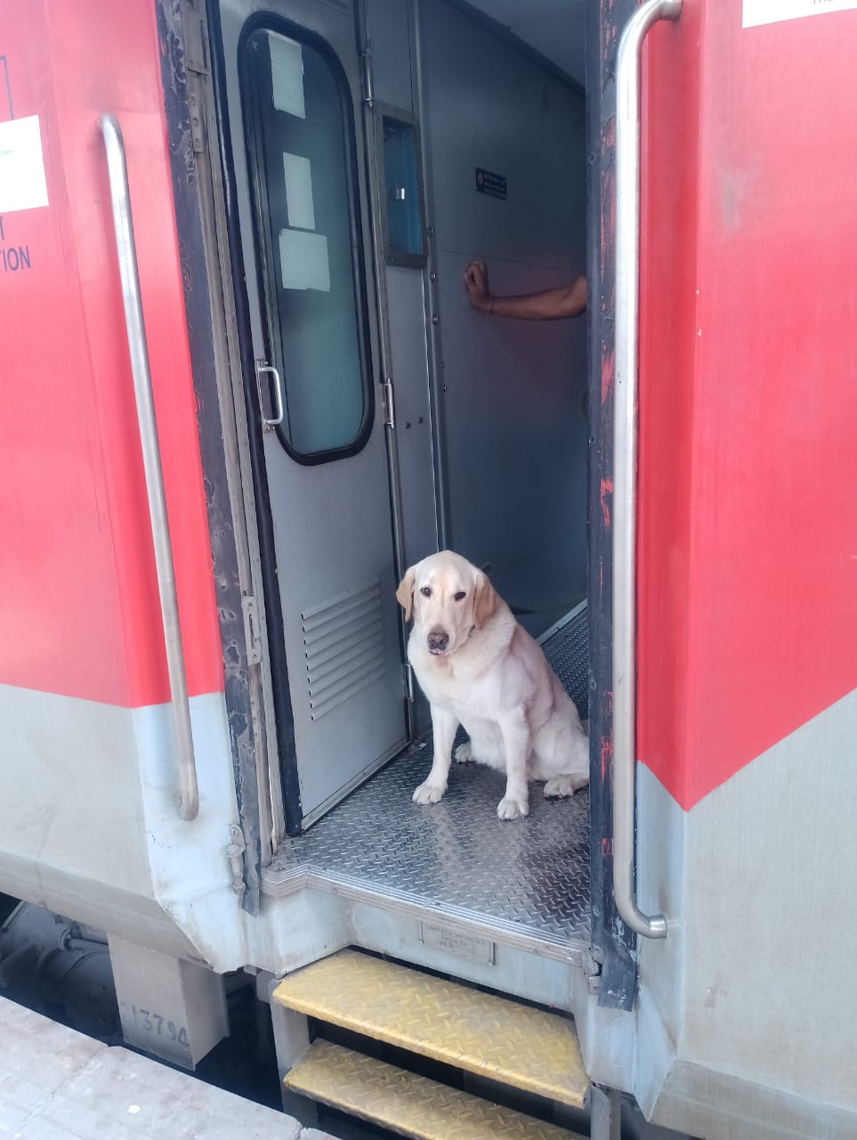 Army Dog Meru Retirement