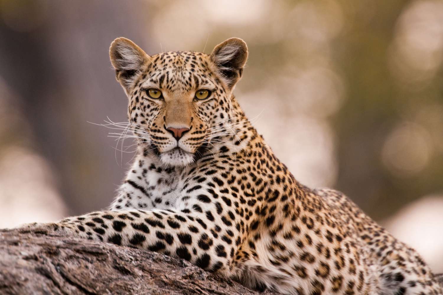 Cheetahs Sleep With Priest In The Pipleshwar Mahadev Temple