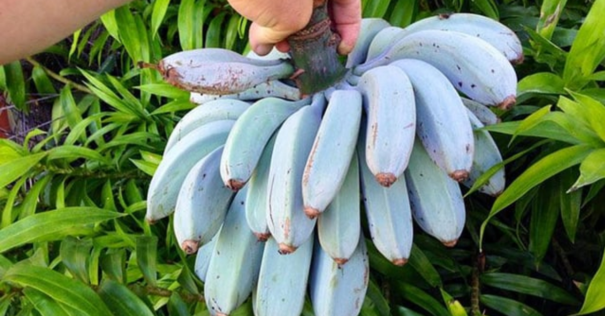 Blue Java Banana