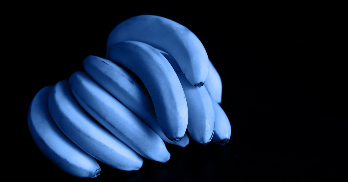 Blue Java Banana