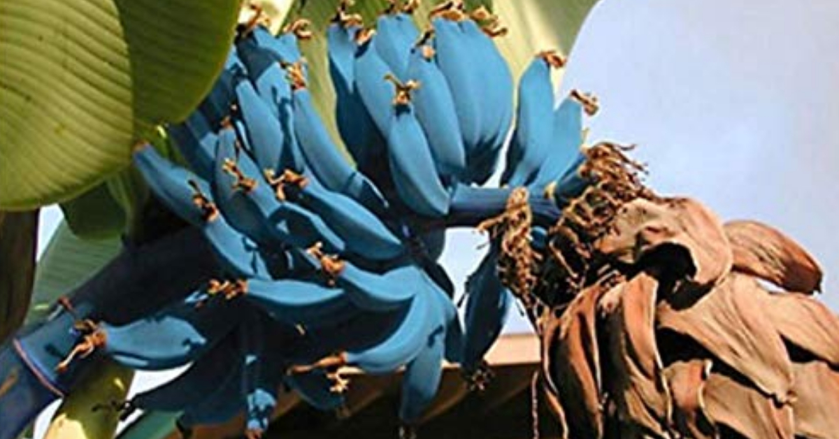 Blue Java Banana
