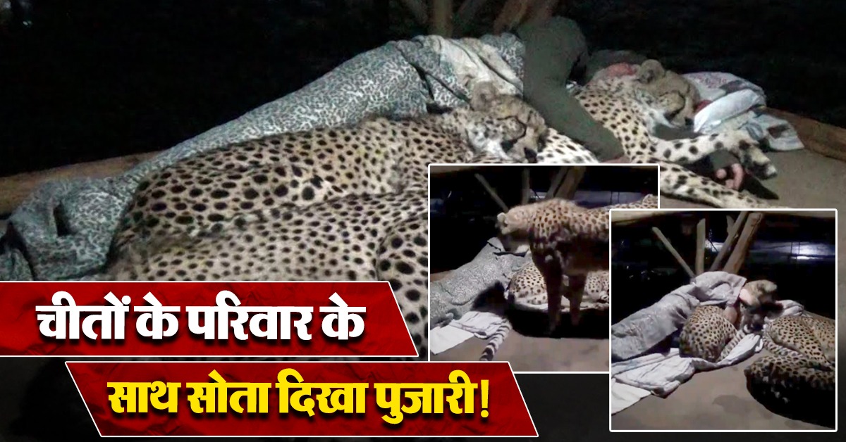 Cheetahs Sleep With Priest In The Pipleshwar Mahadev Temple