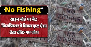 ‘No Fishing’ साइन बोर्ड पर बैठ किंगफिशर ने किया कुछ ऐसा, यूजर्स बोले-कैमरे पर क्रिमिनल हुआ रिकॉर्ड