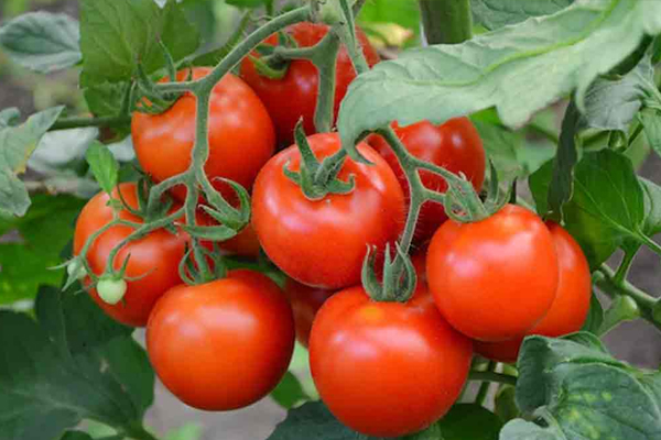 diet6