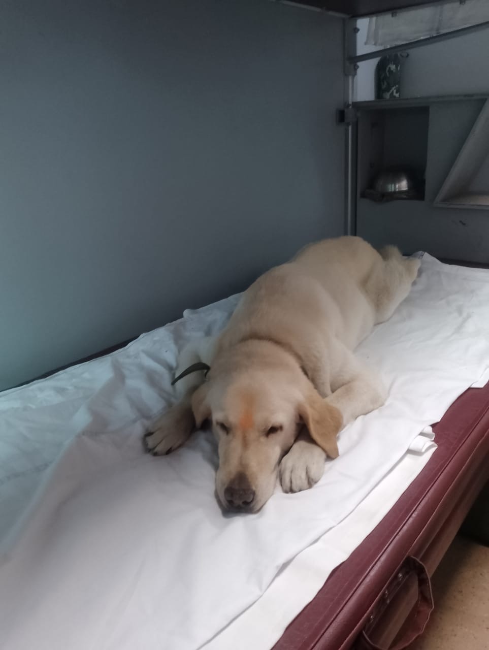 Army Dog Meru Retirement