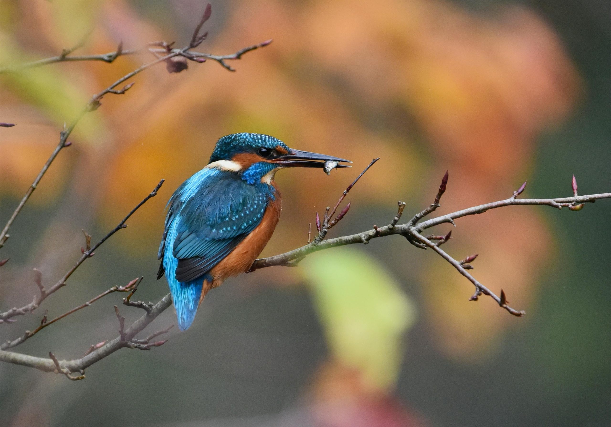 photographer captures Kingfisher rebellious act