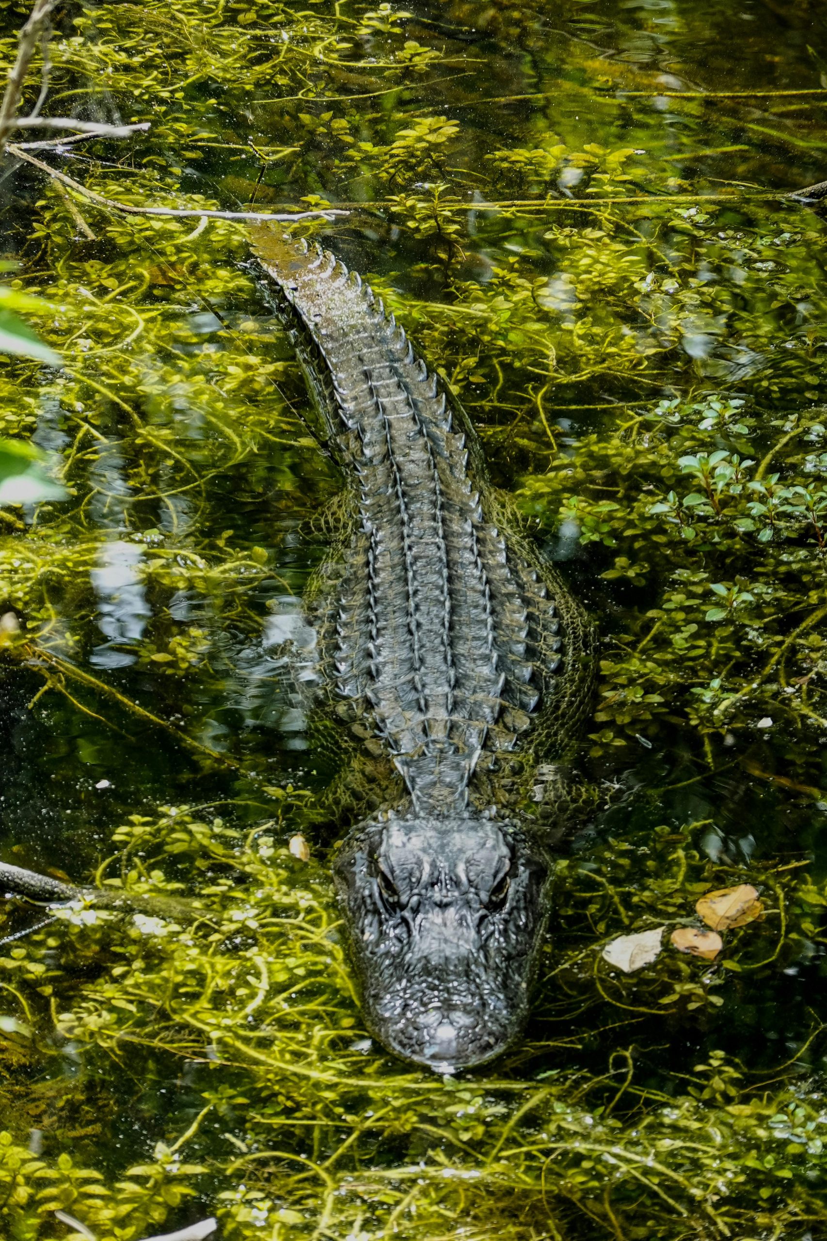  Crocodile Tries To Climb Railing